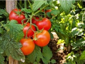 Tomate Bio en grappe France 970 à 1000 g