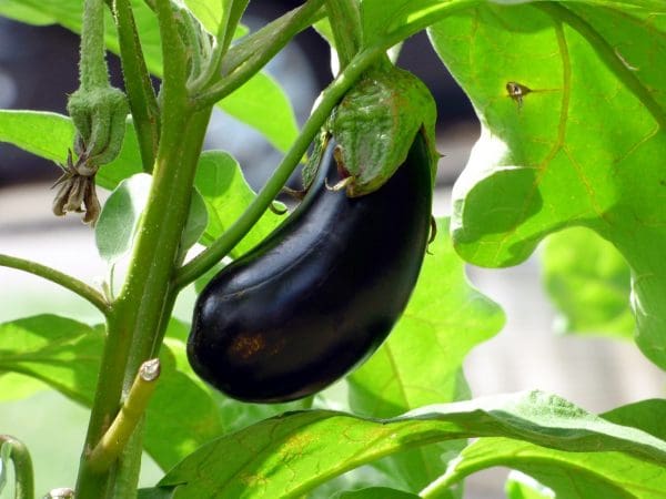 vegetable, aubergine, food-2584412.jpg