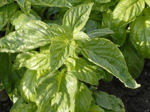 Basilic Bio en botte Alsace