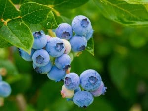 blueberries, fruits, berries-3548239.jpg