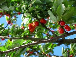 cherry, fruit, tree-212601.jpg