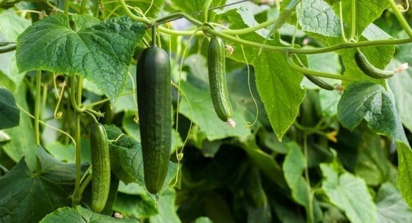 cucumbers, green, cucumber-3809535.jpg