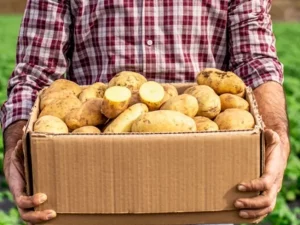 Pomme de terre primeur Demeter Alsace 980 à 1000g