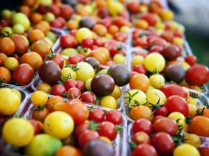 Tomate cerise multicolore Bio 500g Alsace