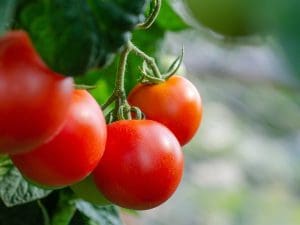 tomatoes, fresh, bush-5566744.jpg