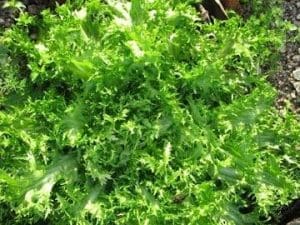 Salade Frisée Roussillon