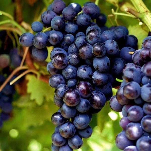 Raisin muscat noir de Hambourg, Demeter France 500g