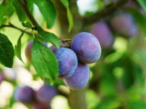 Quetsche Bio Alsace 1000g