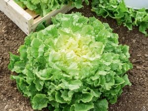 Salade Scarole Bio Roussillon