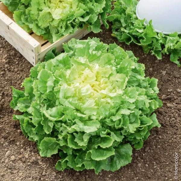 Salade Scarole Bio