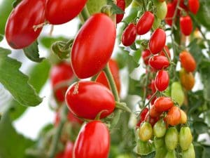 Tomate Roma Bio Espagne 980 à 1000 g