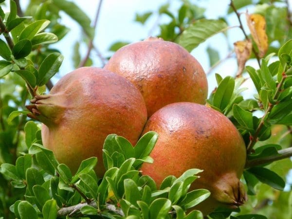 grenades, fruit, nature-2802901.jpg
