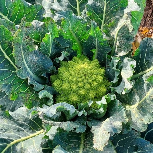 Chou Romanesco Bio Bretagne La pièce