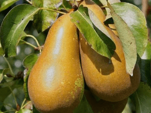 Poire Conférence Bio France 980 à1000g