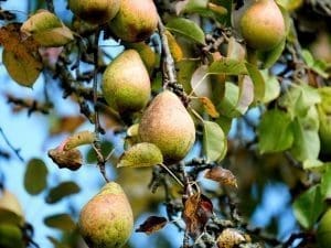 Poire Novembre Bio Alsace 980 à 1000 g