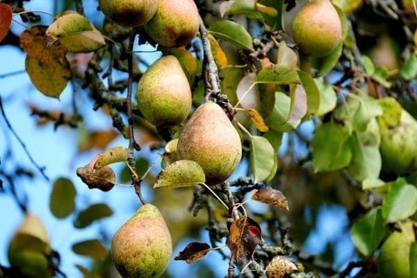 Poire Novembre Bio Alsace 980 à 1000 g