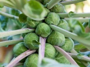 Chou de Bruxelles Bio, France, entre 480 et 500g