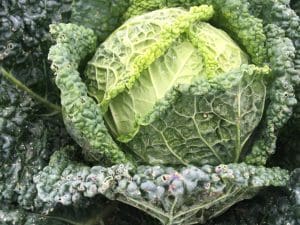 Chou Frisé Bio, Alsace La pièce