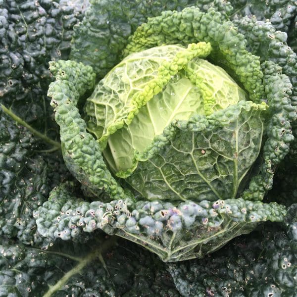 Chou Frisé Bio, Alsace La pièce