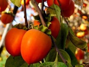 Kaki Rojo Espagne la pièce Bio