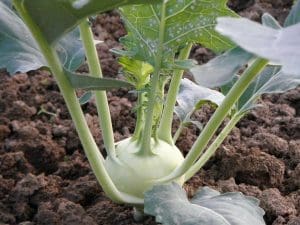 Chou rave vert Demeter Alsace la pièce