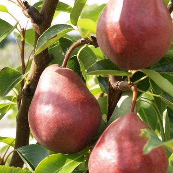Poire William Rouge Bio Alsace  980 à 1000 g