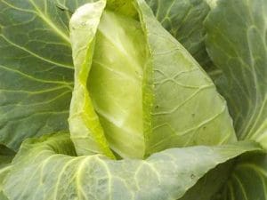 Chou Pointu Bio Espagne La pièce