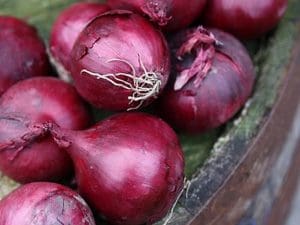 Oignon rouge Bio France 990 à 1000 g