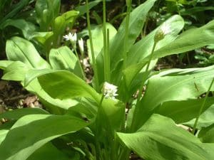 Ail des Ours BIO, Alsace, le bouquet