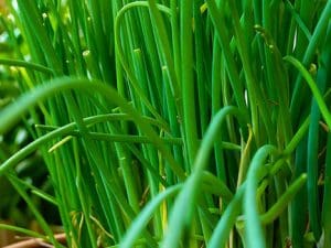 Aromate en pot, Ciboulette BIO