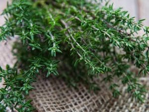 Les Aromates en pot, Thym Bio