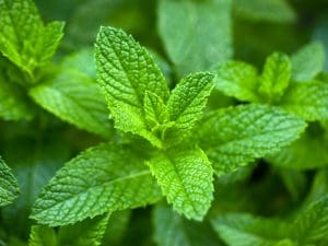 Les Aromates en pot, Menthe BIO