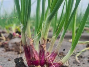 Oignon rouge en botte Bio Alsace