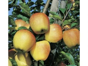 Pomme Golden Bio Alsace 980 à 1000g