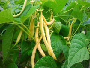Haricot beurre Alsace 500g