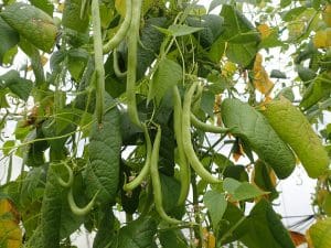 Haricot vert Bio France 995 à 1000g
