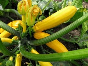 Courgette jaune Bio France, 950  à 1000 g