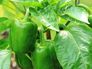 Poivron Vert Bio, France 480 à 500g