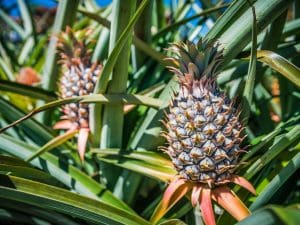 Ananas du Costa Rica Bio, La pièce