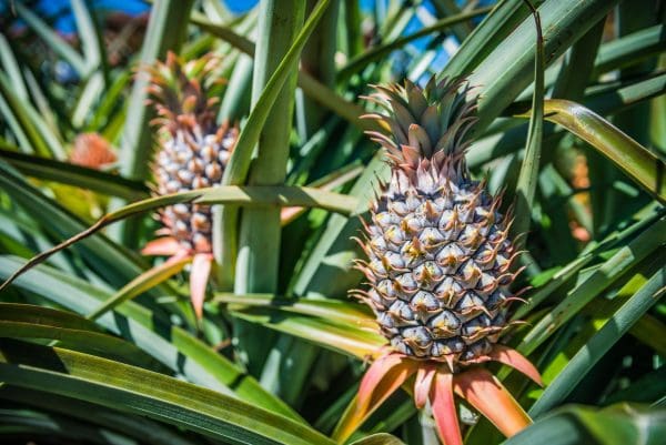 Ananas du Costa Rica Bio, La pièce