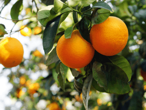 Orange Ovali Demeter Sicile 980 à 1000g