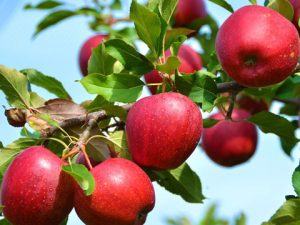 Pomme Story  France 970 à 1000g