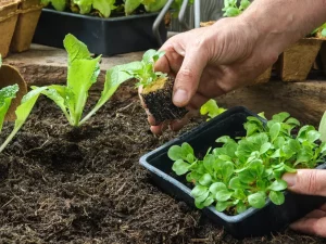 6 Plants de Feuille de Chêne Rouge Bio en barquette