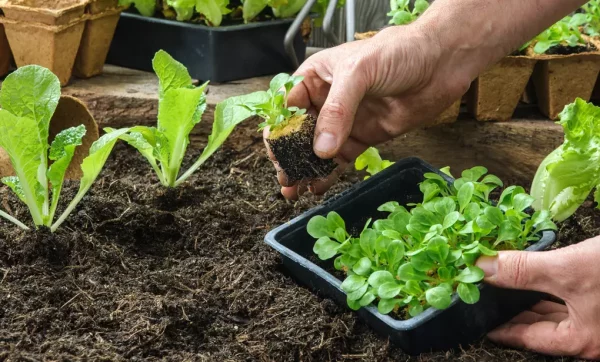 6 Plants de Laitue Verte Bio en barquette