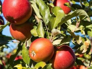 Pomme Mairac Bio Alsace 950 à 1000g