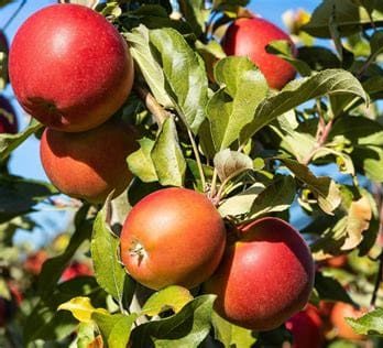 Pomme Mairac Bio Alsace 950 à 1000g